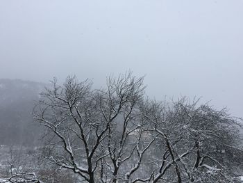 Close-up of tree against sky