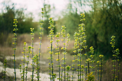 Close-up of flowering plants on field