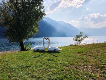 View of swan in lake against sky