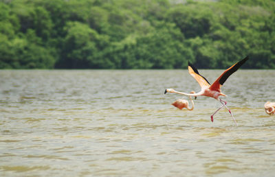 Birds flying over lake