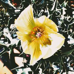 Close-up of yellow flowering plant