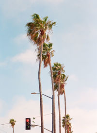 Sunny palm trees