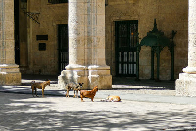 Stray dogs on the streets havana cuba 02/04/22018