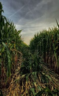 Plants growing on field against sky