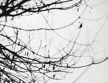 Close-up of bird perching on bare tree