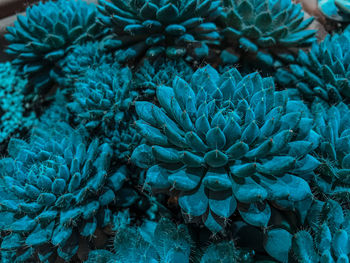 Full frame shot of blue flowering plant