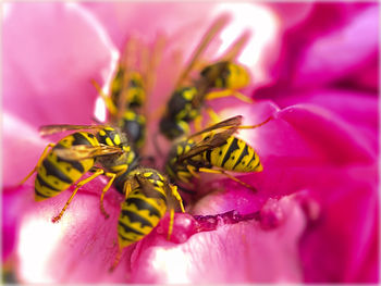 Close-up of pink flower