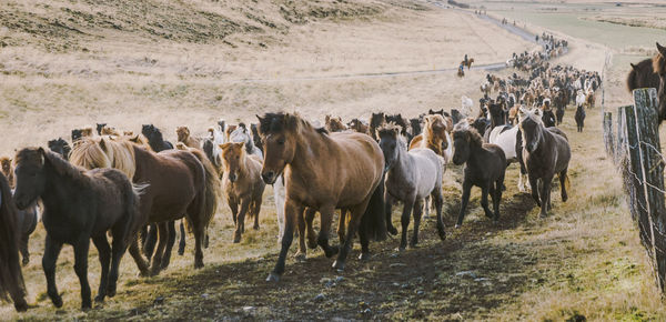 Horses running on land