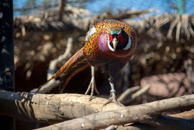 Close-up of a bird on tree