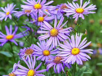 Close-up of purple flowering plants