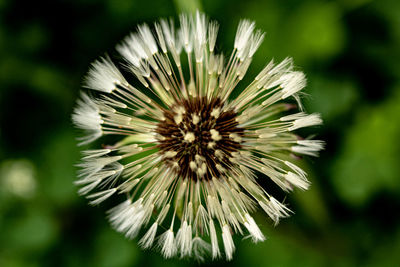 Close-up of dandelion on plant