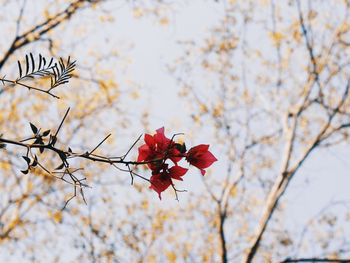 Low angle view of red flowers on branch