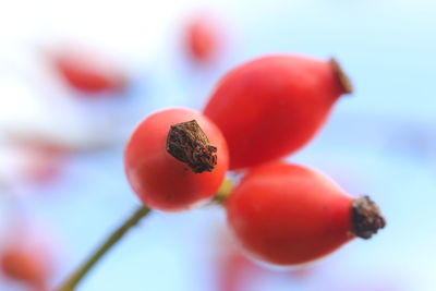 Close-up of cherries on plant