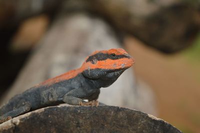 Close-up of lizard