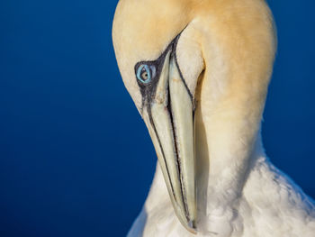 Close-up of a bird against blue background