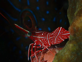 Close-up of red crab in aquarium