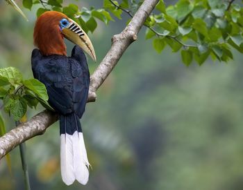 Low angle view of bird perching on branch