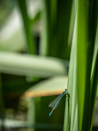 Damselfly on green leaves. one male variable damselfly. variable bluet. coenagrion pulchellum. 