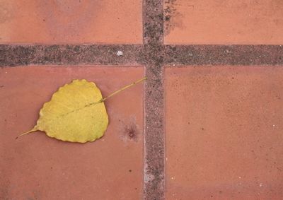 High angle view of leaf on wet footpath
