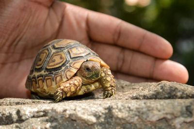 Close-up of hand by turtle