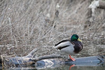 Two birds in a lake