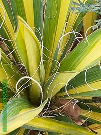 Full frame shot of yellow leaves