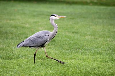 View of a bird on grass