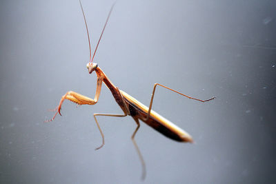 Close-up of praying mantis on glass