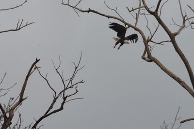Low angle view of bird flying against clear sky