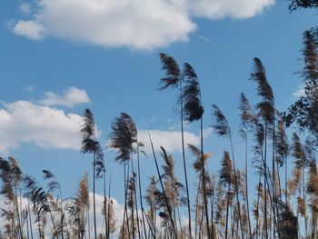 Low angle view of palm trees against sky