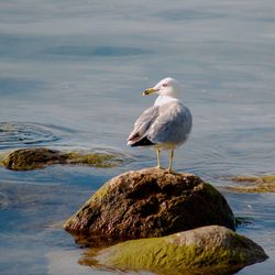 Seagull perching on rock by sea