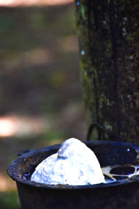 Close-up of ice cream on tree trunk