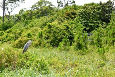 Bird perching on a tree