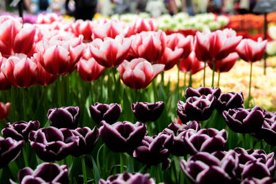 Close-up of pink tulips on field