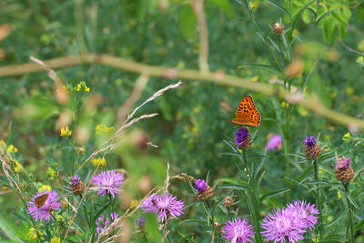 Close-up of butterfly pollinating on purple flower