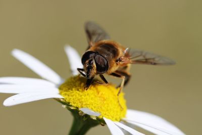 Close-up of bee pollinating on flower