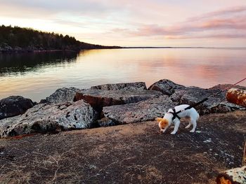 View of a dog in water at sunset