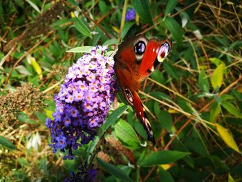 Close-up of butterfly perching on flower