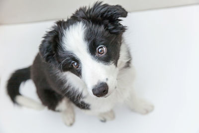 Close-up portrait of dog