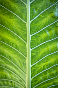 Full frame shot of palm leaf