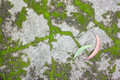 High angle view of wall