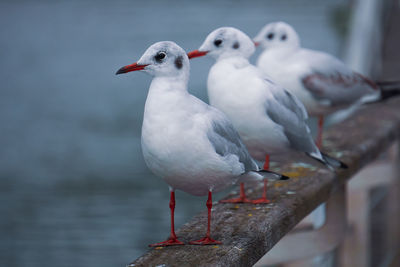 Close-up of seagull