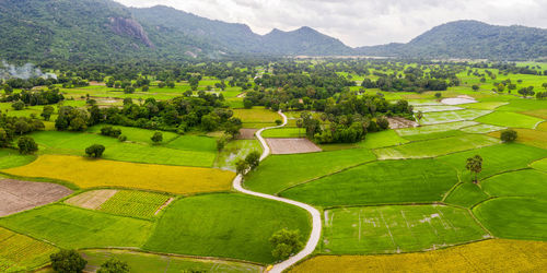 High angle view of trees on field