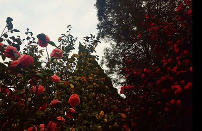 Low angle view of red flowers