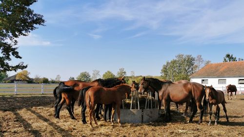 Horses in the field