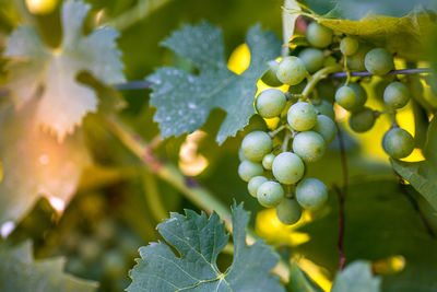 Close-up of grapes growing in vineyard