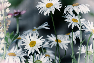 Close-up of white daisy blooming outdoors