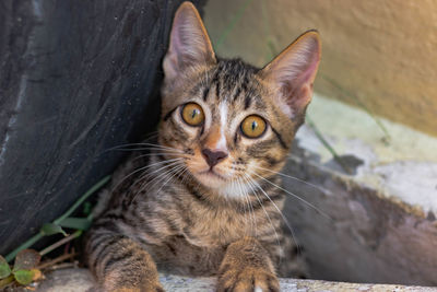 Close-up portrait of tabby kitten