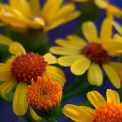 Close-up of yellow flower