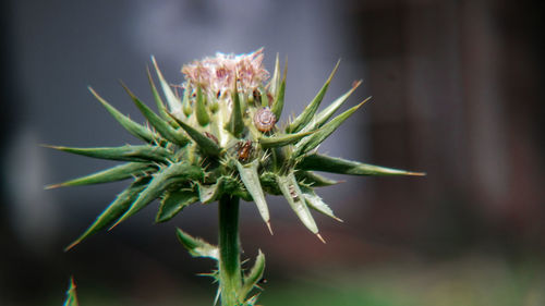 Close-up of white flower buds